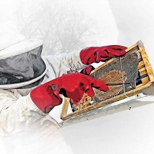 Virtual Bee Keeping